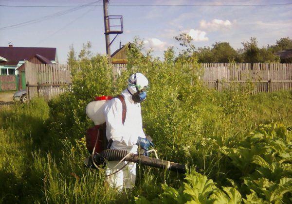 Сергей Ситников: борщевика на территории населенных пунктов быть не должно