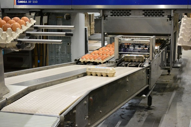 На птицефабрике «Буйская» введен карантин в связи с выявлением заболевания у птиц