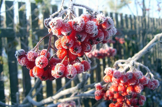 В Костромской области ожидаются заморозки