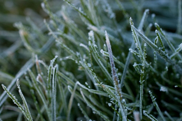 В Костромской области прогнозируются заморозки