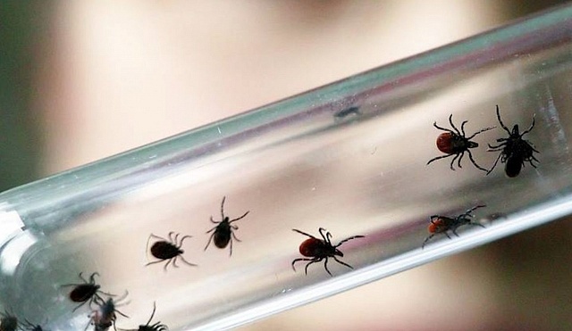 Клещи раньше - и борьба с ними раньше