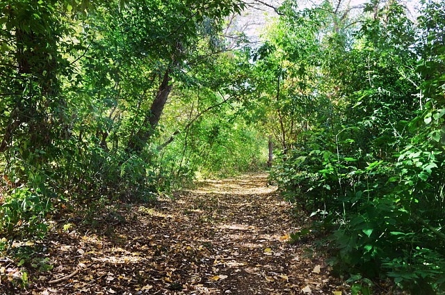 На территории Костромской области работают оперативные группы по контролю за лесопожарной обстановкой