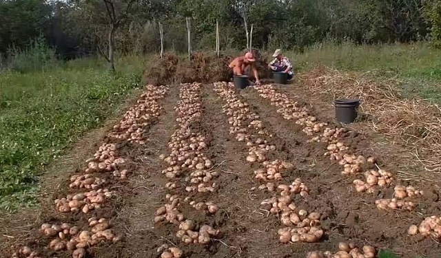 Механизм выделения жителям Костромской области бесплатных земельных участков под выращивание овощей признан успешным и эффективным
