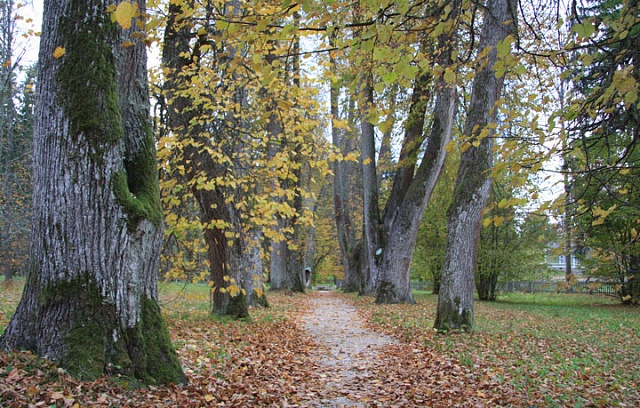 Не зря шумели тополя и липы