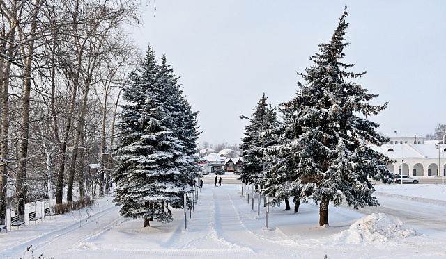 Леса - это богатство Костромского края