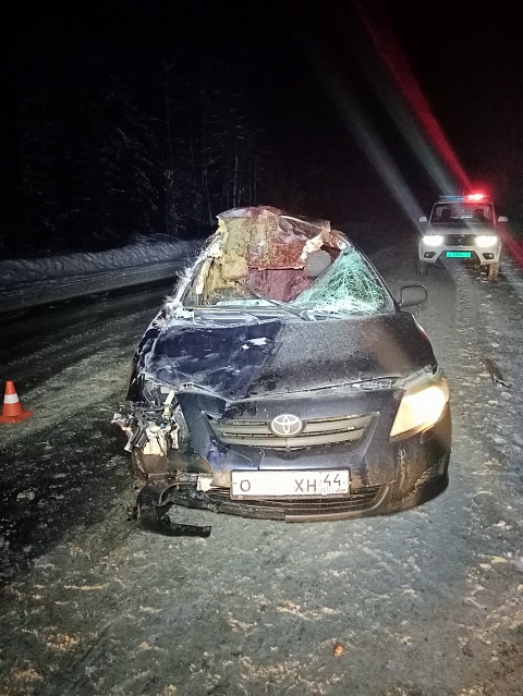Лось стал виновником ДТП и погиб