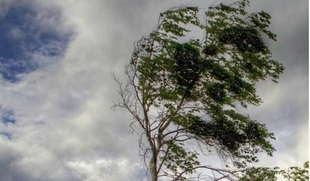 В Костромской области ожидается усиление ветра до 17 метров в секунду