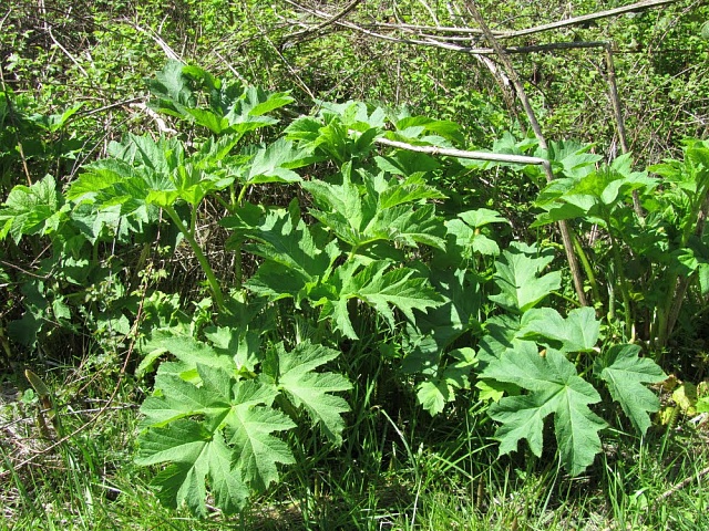 Боремся с борщевиком