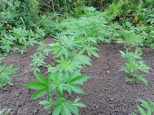  Галичские полицейские уничтожили плантацию конопли