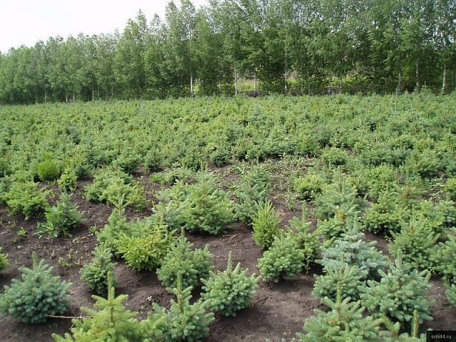 Сергей Ситников потребовал организовать жёсткий контроль за лесовосстановлением на территории региона