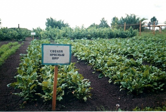 Во саду ли, в огороде