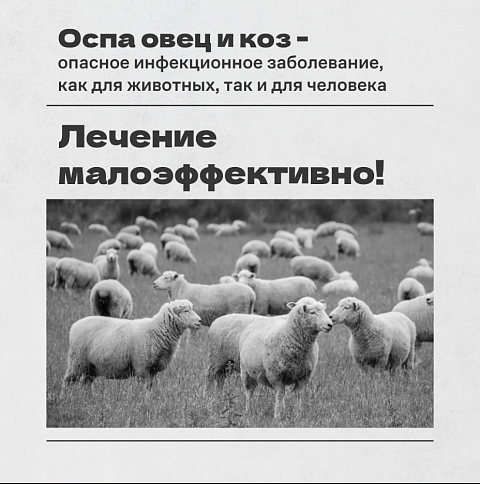 Владельцы животных несут ответственность за их здоровье и содержание