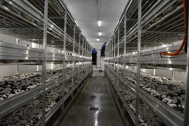 В региональный перечень импортозамещающих производств внесены еще три предприятия