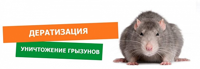 Боремся с крысами и не болеем!