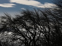 В Костромской области ожидается сильный ветер с порывами до 22 метров в секунду