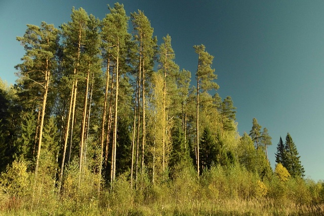 Ограничения на охоту введены на части территорий региона