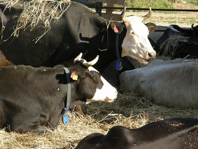 Грант на развитие получили фермеры из Степанова