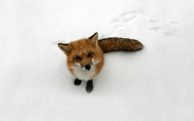 Лесные гости, которым не рады