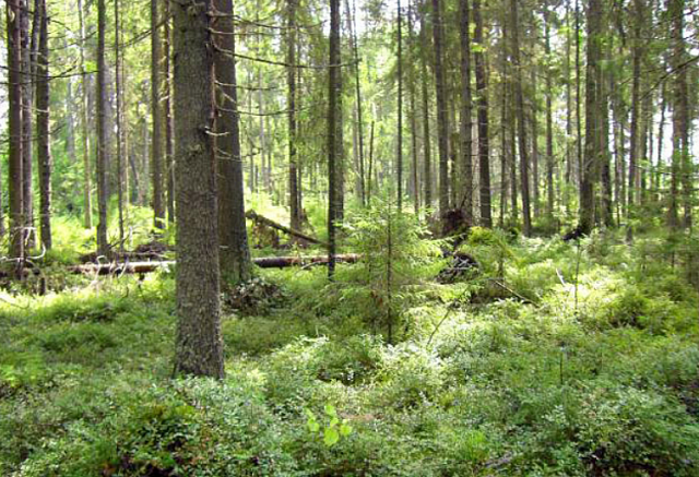 На части территорий региона введен особый противопожарный режим