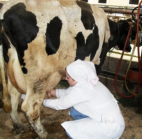 У истоков рек молочных