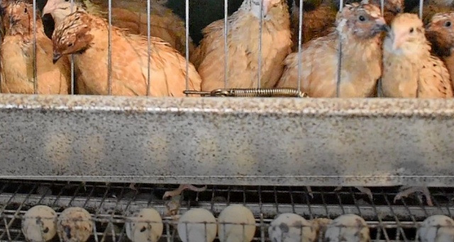 Перепелиная ферма - приятное с полезным