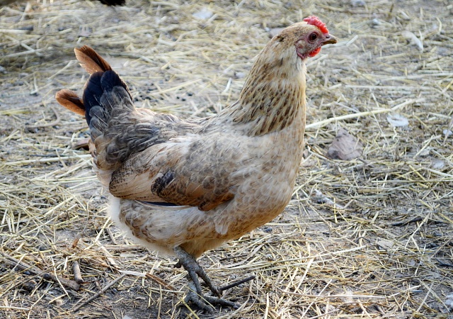 Наш регион увеличил производство мяса птицы на 40%