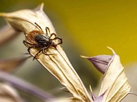 Зафиксированы первые укусы опасных насекомых