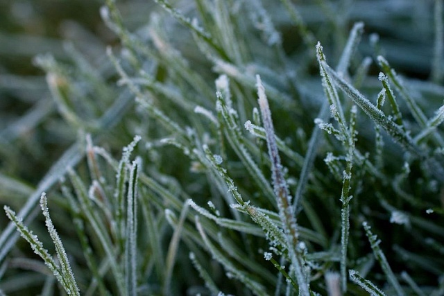 В Костромской области прогнозируются ночные заморозки