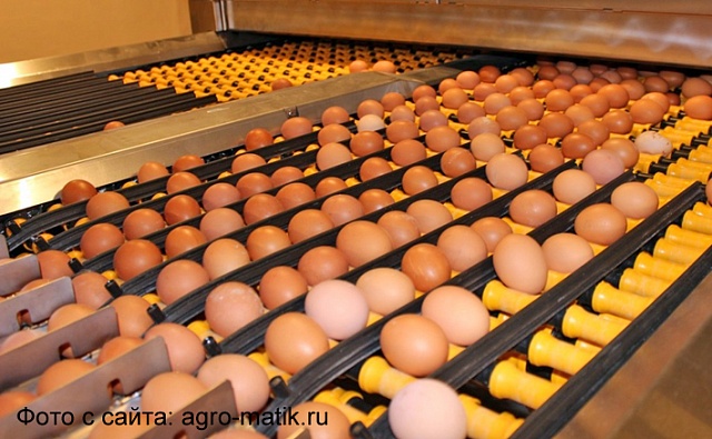 АО "Галичское" по птицеводству - в лидерах