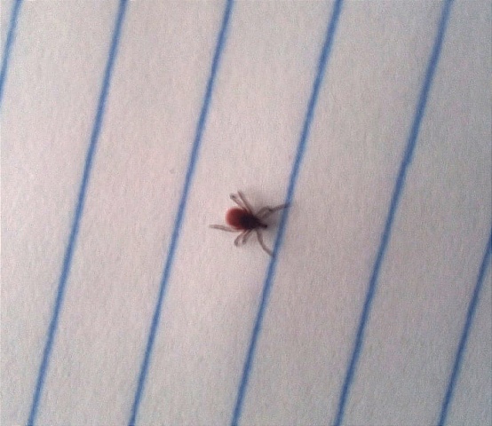 В Галичском районе проснулись клещи