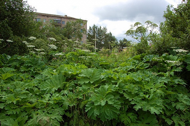 Война с борщевиком: фронт работ определен