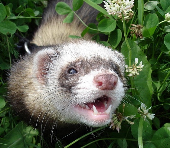 А хорёк-то бешеный!