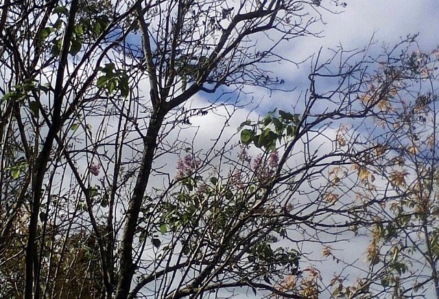 Один раз в год сады цветут